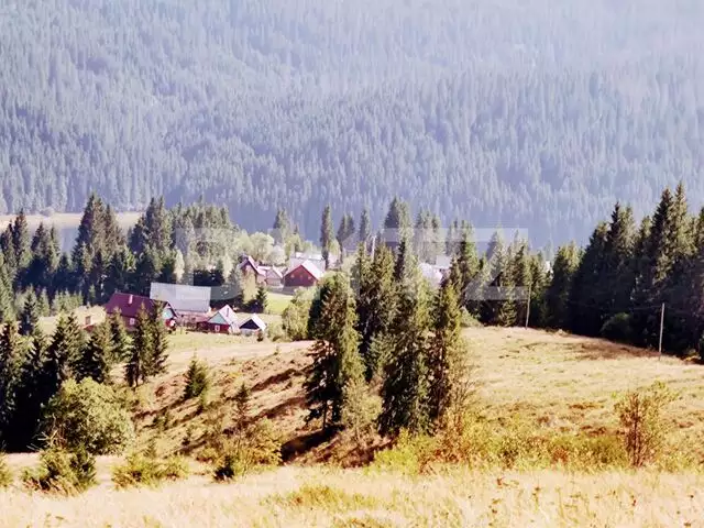 COMISION 0%- Parcelă, 6000 mp intravilan, utilități pe teren, Dealu Botii, comuna Beliș