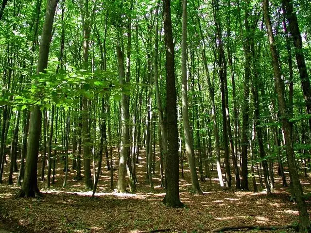 Teren exrtavilan (Pădure) in ȘAG