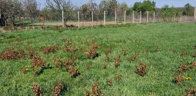 Oportunitate!!! Teren Centru Mosoaia